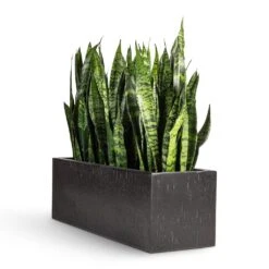 Sansevieria Trifasciata Black Coral - Snake Plant -HORTOLOGY Plants Sale Sansevieria trifasciata Black Coral Snake Plant 17x60cm Raindrop Trough Planter Anthracite 70x23x23cm
