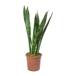 Sansevieria Trifasciata Black Coral - Snake Plant -HORTOLOGY Plants Sale Sansevieria trifasciata Black Coral Snake Plant