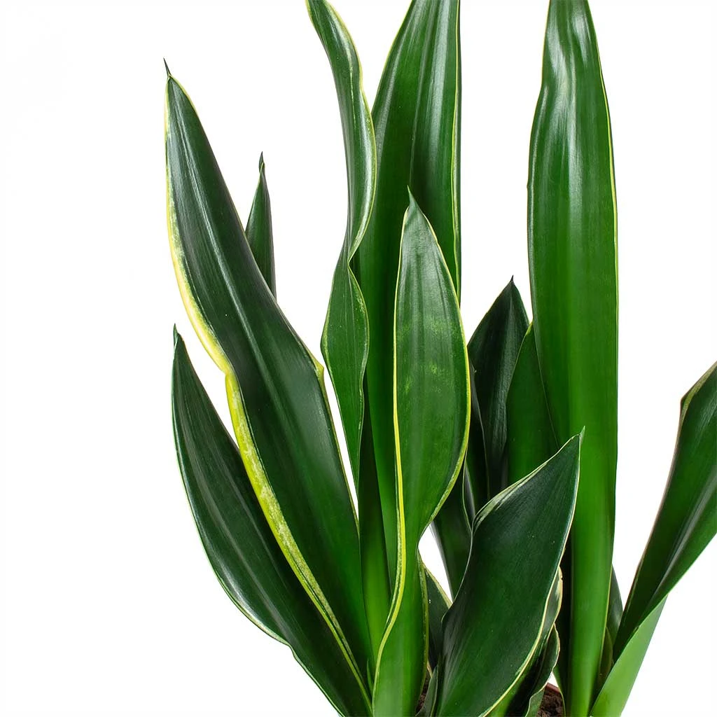 Sansevieria Trifasciata Diamond Flame - Snake Plant 2 Sansevieria Trifasciata Diamond Flame - Snake Plant - Image 2