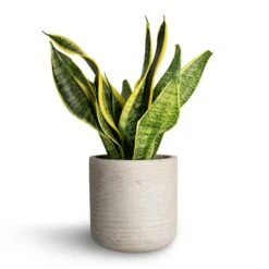 Sansevieria Trifasciata Futura Superba -HORTOLOGY Plants Sale Sansevieria trifasciata Futura Superba 12x35cm Charlie Plant Pot Grey Washed 15x15cm