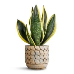Sansevieria Trifasciata Futura Superba -HORTOLOGY Plants Sale Sansevieria trifasciata Futura Superba 12x35cm Jim Plant Pot Shell 14x12cm 7153f1db d509 42f2 bceb 1fc664ead64d