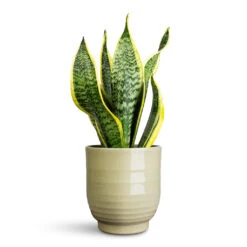 Sansevieria Trifasciata Futura Superba -HORTOLOGY Plants Sale Sansevieria trifasciata Futura Superba 12x35cm Sofia Pot Green 14x14cm