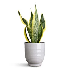 Sansevieria Trifasciata Futura Superba -HORTOLOGY Plants Sale Sansevieria trifasciata Futura Superba 12x35cm Sofia Pot Grey 14x14cm