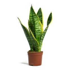Sansevieria Trifasciata Futura Superba -HORTOLOGY Plants Sale Sansevieria trifasciata Futura Superba 9cm