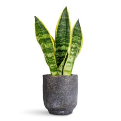 Sansevieria Trifasciata Futura Superba -HORTOLOGY Plants Sale Sansevieria trifasciata Futura Superba 9x30cm Dave Pot Earth 11x12cm