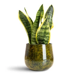 Emmie Metal Plant Pot - Mystic Yellow 16 Emmie Metal Plant Pot - Mystic Yellow -HORTOLOGY Plants Sale Sansevieria trifasciata Futura Superba 9x30cm Emmie Metal Pot Mystic Yellow 15x13cm 1