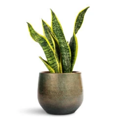 Sansevieria Trifasciata Futura Superba -HORTOLOGY Plants Sale Sansevieria trifasciata Futura Superba 9x30cm Esra Plant Pot Shiny Green 15x13cm
