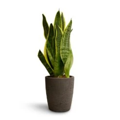 Sansevieria Trifasciata Futura Superba -HORTOLOGY Plants Sale Sansevieria trifasciata Futura Superba 9x30cm Gerben Plant Pot Black Washed 12x13cm 0d93085d b220 40c0 91c9 38c53378f64a