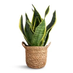 Sansevieria Trifasciata Futura Superba -HORTOLOGY Plants Sale Sansevieria trifasciata Futura Superba 9x30cm Nelis Plant Basket Natural 13x12cm 76bdf22c b84d 425c 8e0b d8a7e670681e