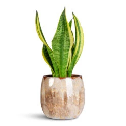 Suus Plant Pot - Latte Mottled Honey and Caramel Glossy Ceramic Indoor Planter -HORTOLOGY Plants Sale Sansevieria trifasciata Futura Superba 9x30cm Suus Pot Latte 15x13cm