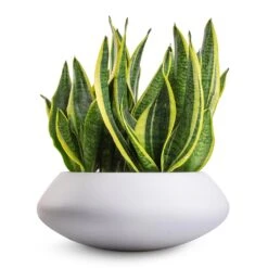 Sansevieria Trifasciata Futura Superba -HORTOLOGY Plants Sale Sansevieria trifasciata Futura Superba 9x30cm Tara Essentials Bowl Planter Matt White 31x12cm