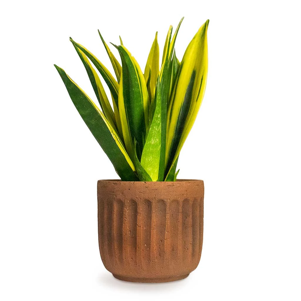 Sansevieria Trifasciata Golden Flame - Snake Plant 1 Sansevieria Trifasciata Golden Flame - Snake Plant