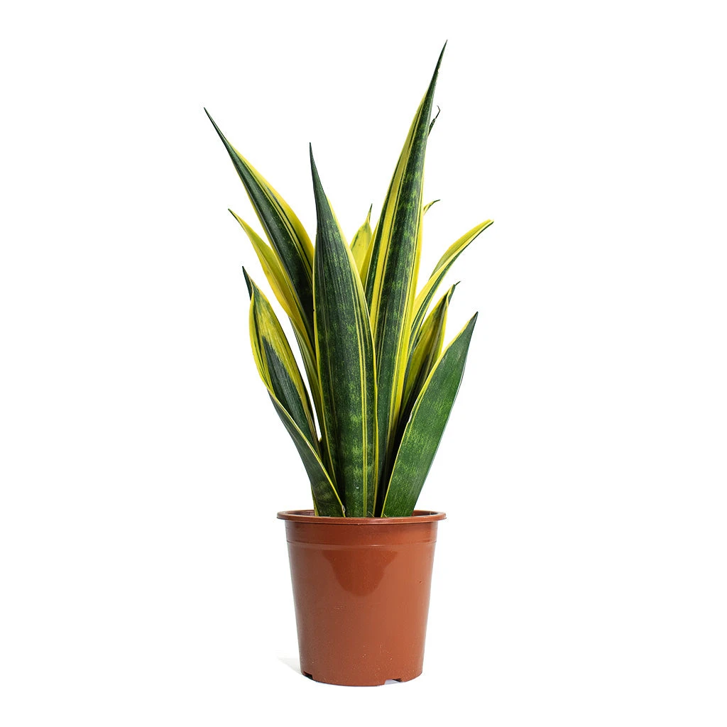 Sansevieria Trifasciata Golden Flame - Snake Plant 4 Sansevieria Trifasciata Golden Flame - Snake Plant - Image 4
