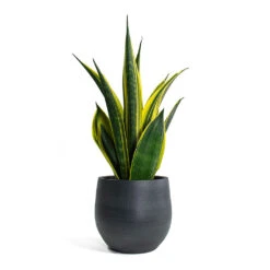 Sansevieria Trifasciata Golden Flame - Snake Plant 8 Sansevieria Trifasciata Golden Flame - Snake Plant -HORTOLOGY Plants Sale Sansevieria trifasciata Golden Flame Snake Plant Esra Plant Pot Graphite