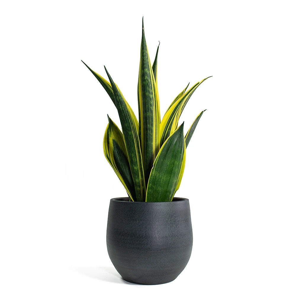 Sansevieria Trifasciata Golden Flame - Snake Plant 3 Sansevieria Trifasciata Golden Flame - Snake Plant - Image 3