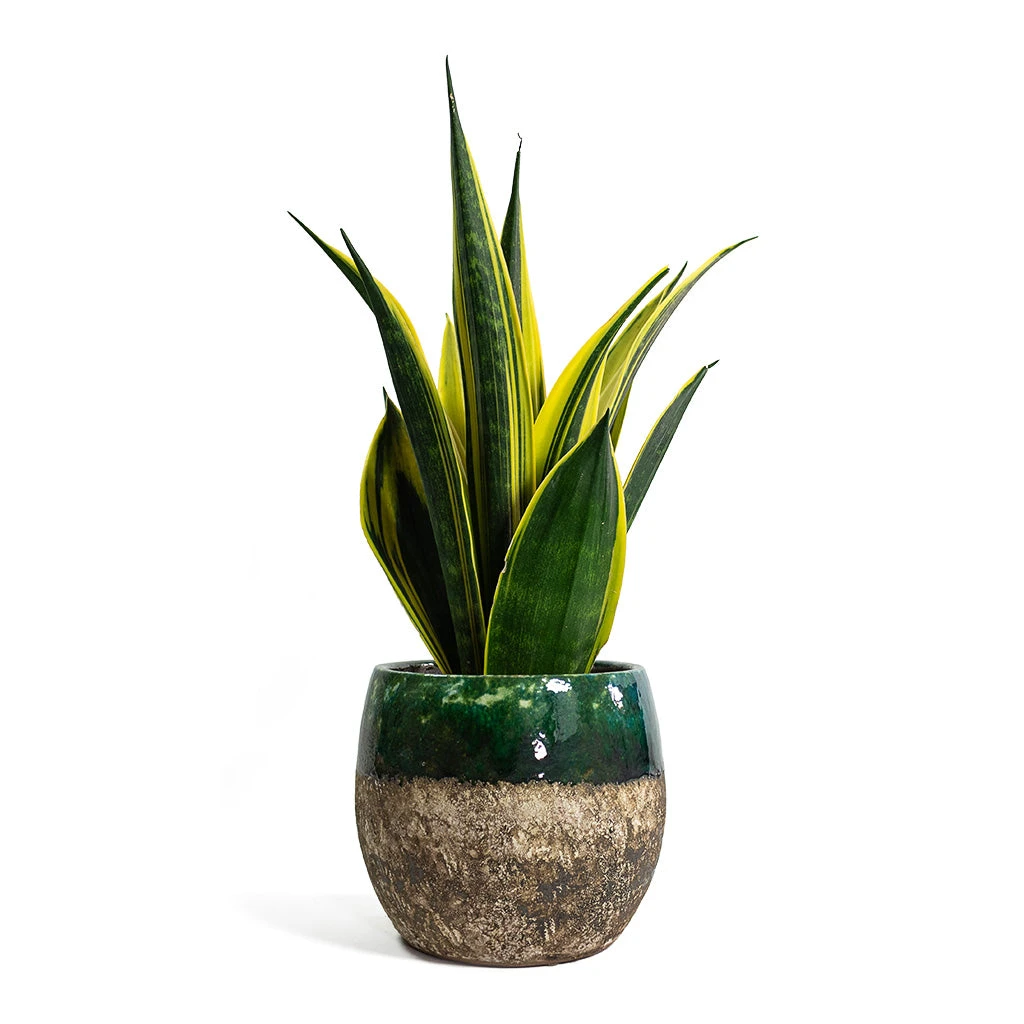 Sansevieria Trifasciata Golden Flame - Snake Plant 5 Sansevieria Trifasciata Golden Flame - Snake Plant - Image 5
