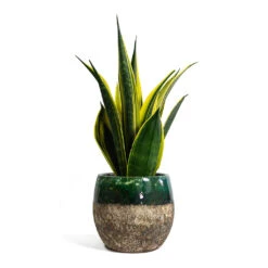 Lindy Plant Pot - Black Green 38 Lindy Plant Pot - Black Green -HORTOLOGY Plants Sale Sansevieria trifasciata Golden Flame Snake Plant Lindy Plant Pot Black Green 421ceda7 b7cb 48d2 8d58 20f9e28f4a5d
