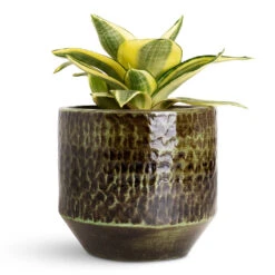 Sanna Plant Pot - Moss Green -HORTOLOGY Plants Sale Sansevieria trifasciata Golden Hahnii 12x20cm Sanna Pot Moss Green 15x13cm 1