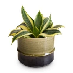 Marlijn Thyme Sage and Denim Blue Two-Tone Glazed Ceramic Indoor Plant Pot 31 Marlijn Thyme Sage and Denim Blue Two-Tone Glazed Ceramic Indoor Plant Pot -HORTOLOGY Plants Sale Sansevieria trifasciata Golden Hahnii Birds Nest Snake Plant 9x15cm Marlijn Plant Pot Thyme 11x9cm c24693d0 b502 496e a837 7a3759dd43a5