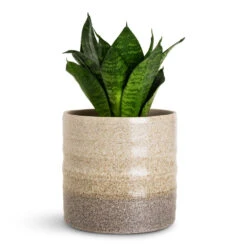 Sansevieria Trifasciata Hahnii - Birds Nest Snake Plant 15 Sansevieria Trifasciata Hahnii - Birds Nest Snake Plant -HORTOLOGY Plants Sale Sansevieria trifasciata Hahnii 9x20cm Gia Pot Stone Granite 14x13cm