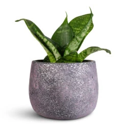 Jules Plant Pot - Shiny Purple -HORTOLOGY Plants Sale Sansevieria trifasciata Hahnii 9x20cm Jules Pot Shiny Purple 12x9cm