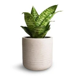 Sansevieria Trifasciata Hahnii - Birds Nest Snake Plant 22 Sansevieria Trifasciata Hahnii - Birds Nest Snake Plant -HORTOLOGY Plants Sale Sansevieria trifasciata Hahnii Birds Nest Snake Plant 12x25cm Charlie Plant Pot Grey Washed 15x15cm 2