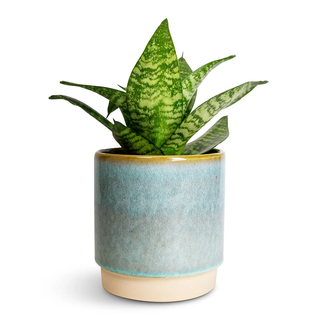 Sansevieria Trifasciata Hahnii - Birds Nest Snake Plant 1 Sansevieria Trifasciata Hahnii - Birds Nest Snake Plant