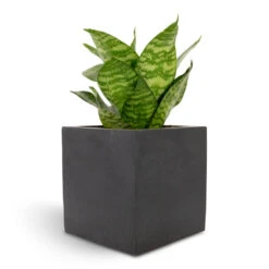 Sansevieria Trifasciata Hahnii - Birds Nest Snake Plant 20 Sansevieria Trifasciata Hahnii - Birds Nest Snake Plant -HORTOLOGY Plants Sale Sansevieria trifasciata Hahnii Birds Nest Snake Plant 12x25cm Fleur Natural Planter Black 15x15x15cm