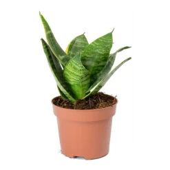 Sansevieria Trifasciata Hahnii - Birds Nest Snake Plant 23 Sansevieria Trifasciata Hahnii - Birds Nest Snake Plant -HORTOLOGY Plants Sale Sansevieria trifasciata Hahnii Birds Nest Snake Plant