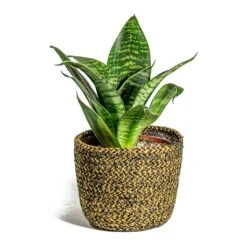 Sansevieria Trifasciata Hahnii - Birds Nest Snake Plant 24 Sansevieria Trifasciata Hahnii - Birds Nest Snake Plant -HORTOLOGY Plants Sale Sansevieria trifasciata Hahnii Birds Nest Snake Plant Maartje Plant Baskets Set of 5 Camel