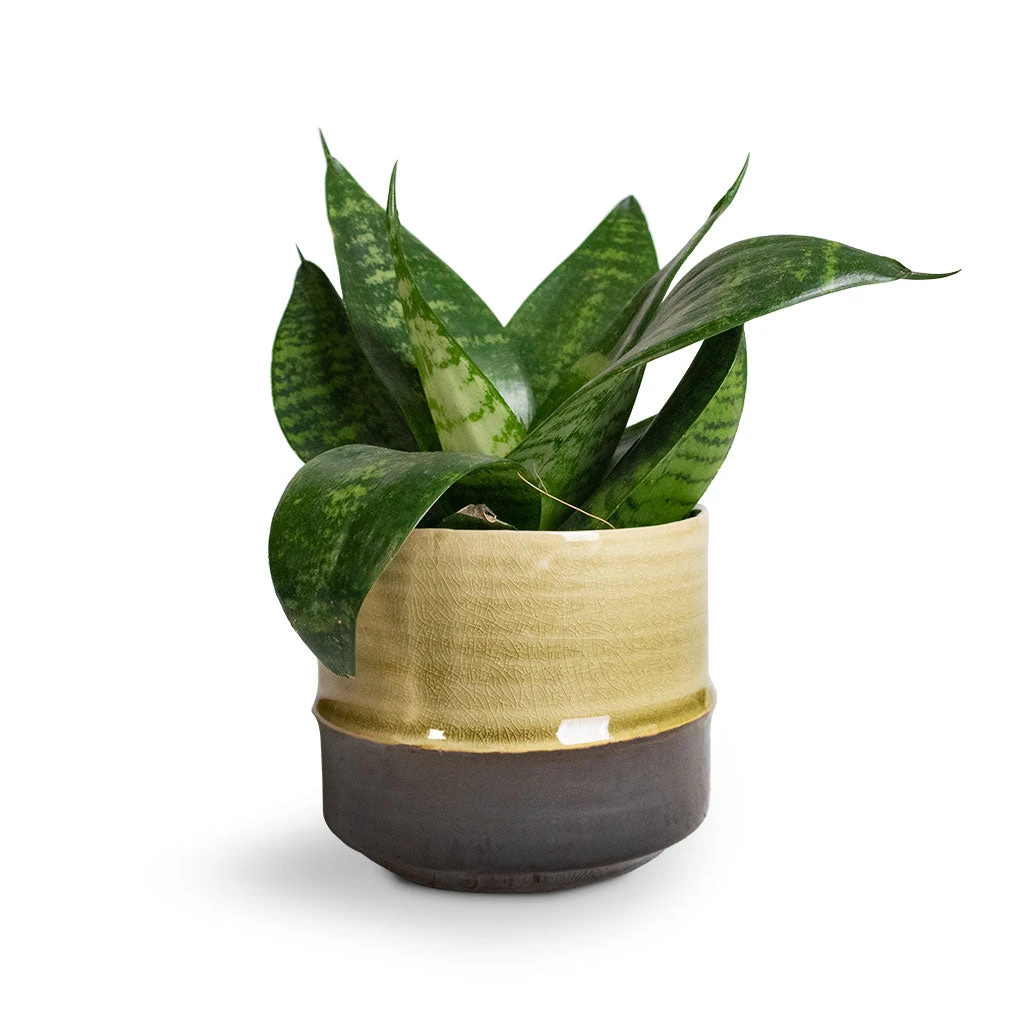 Marlijn Thyme Sage and Denim Blue Two-Tone Glazed Ceramic Indoor Plant Pot 11 Marlijn Thyme Sage and Denim Blue Two-Tone Glazed Ceramic Indoor Plant Pot - Image 11