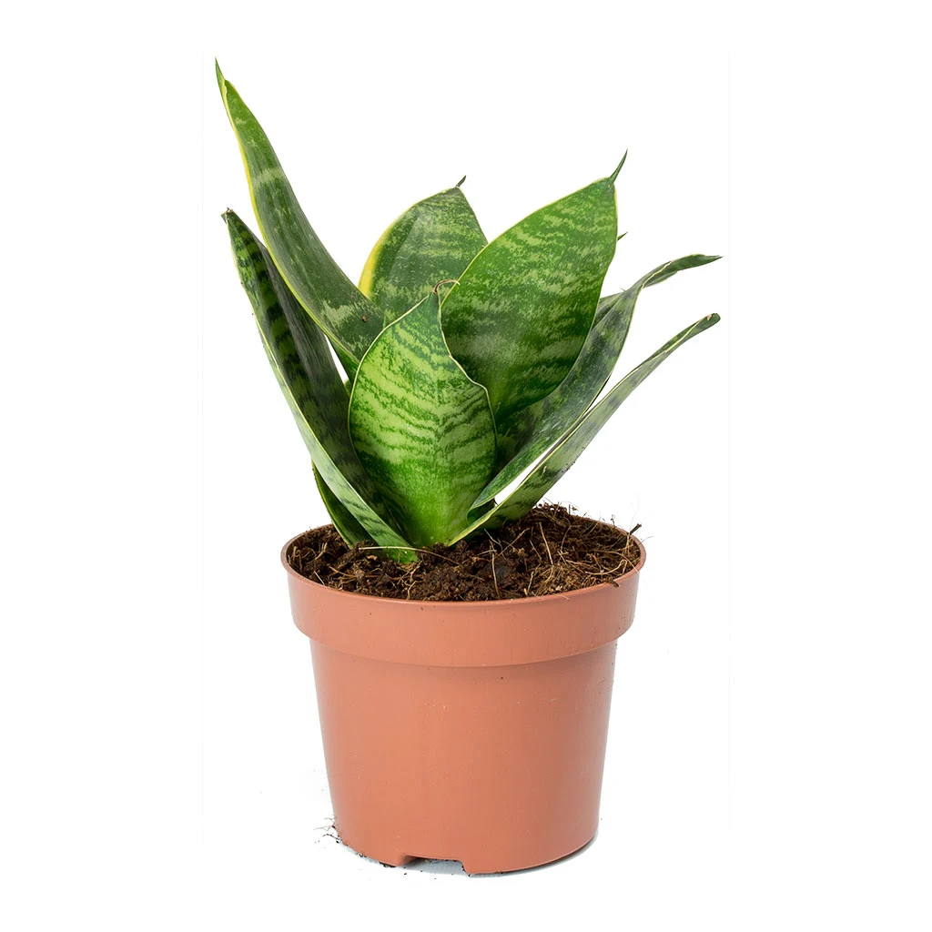 Sansevieria Trifasciata Hahnii - Birds Nest Snake Plant 11 Sansevieria Trifasciata Hahnii - Birds Nest Snake Plant - Image 11