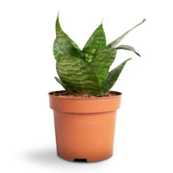 Sansevieria Trifasciata Hahnii - Birds Nest Snake Plant 17 Sansevieria Trifasciata Hahnii - Birds Nest Snake Plant -HORTOLOGY Plants Sale Sansevieria trifasciata Hahnii Birds Nest Snake Plant b4e2fd42 358c 4d3d a0d3 433115a9b5f2