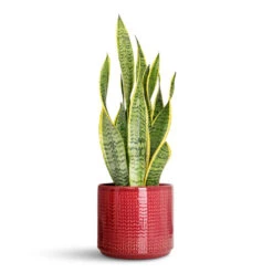 Chevron Plant Pot - Ruby -HORTOLOGY Plants Sale Sansevieria trifasciata Laurentii 14x50cm Chevron Pot Ruby 19x17cm