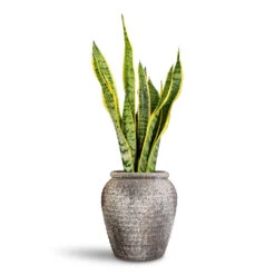 Sansevieria Trifasciata Laurentii - Variegated Snake Plant -HORTOLOGY Plants Sale Sansevieria trifasciata Laurentii 17x60cm Honeypot Planter Rustic Grey 19x21cm