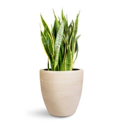 Sansevieria Trifasciata Laurentii - Variegated Snake Plant -HORTOLOGY Plants Sale Sansevieria trifasciata Laurentii 30x90cm Toulouse Planter Natural 42x39cm