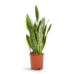 Sansevieria Trifasciata Laurentii - Variegated Snake Plant -HORTOLOGY Plants Sale Sansevieria trifasciata Laurentii Variegated Snake Plant 14x50cm