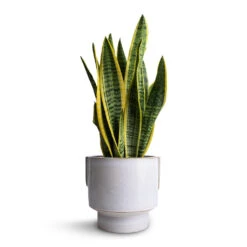 Aries Handles Plant Pot - White -HORTOLOGY Plants Sale Sansevieria trifasciata Laurentii Variegated Snake Plant 14x50cm Aries Handles Plant Pot White 19x20cm 3ae6ce30 5dbf 4611 b776 e11115f54376