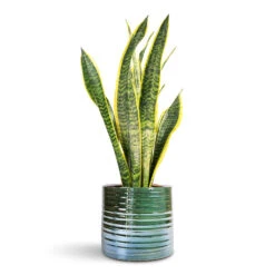 Didi Emerald Pearl Green Mirror Ball – Retro Disco Style Ceramic Indoor Plant Pot -HORTOLOGY Plants Sale Sansevieria trifasciata Laurentii Variegated Snake Plant 14x50cm Didi Plant Pot Pearl Green 19x16cm