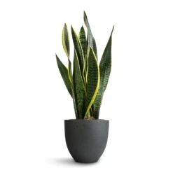 Sansevieria Trifasciata Laurentii - Variegated Snake Plant -HORTOLOGY Plants Sale Sansevieria trifasciata Laurentii Variegated Snake Plant 15x45cm Coral Refined Planter Pine Green 18x15cm