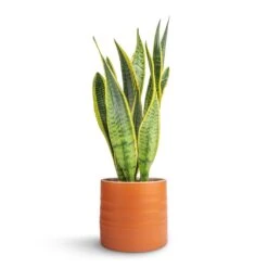 Sansevieria Trifasciata Laurentii - Variegated Snake Plant -HORTOLOGY Plants Sale Sansevieria trifasciata Laurentii Variegated Snake Plant 15x45cm Hadleigh Plant Pot Amber 17x15cm dc152ae7 88bd 4a26 9afe a76af1301676