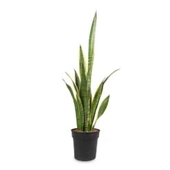 Sansevieria Trifasciata Laurentii - Variegated Snake Plant -HORTOLOGY Plants Sale Sansevieria trifasciata Laurentii Variegated Snake Plant 16x60cm