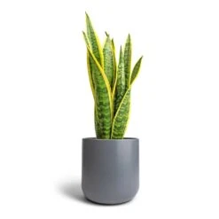 Sansevieria Trifasciata Laurentii - Variegated Snake Plant -HORTOLOGY Plants Sale Sansevieria trifasciata Laurentii Variegated Snake Plant 17x55cm Lisbon Plant Pot Charcoal 21x21cm