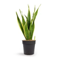 Sansevieria Trifasciata Laurentii - Variegated Snake Plant -HORTOLOGY Plants Sale Sansevieria trifasciata Laurentii Variegated Snake Plant 21x70cm