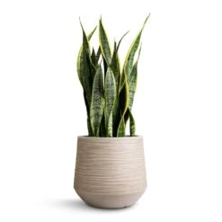 Sansevieria Trifasciata Laurentii - Variegated Snake Plant -HORTOLOGY Plants Sale Sansevieria trifasciata Laurentii Variegated Snake Plant 21x70cm Dune Darcy Planter Oat 30x26cm 6572a0a9 e86b 42e5 bc37 42182fd857fc