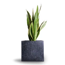 Raindrop Cube Planter - Anthracite -HORTOLOGY Plants Sale Sansevieria trifasciata Laurentii Variegated Snake Plant 21x70cm Raindrop Cube Planter Anthracite 30x30x27cm
