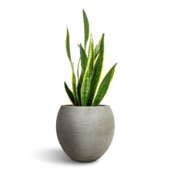 Sansevieria Trifasciata Laurentii - Variegated Snake Plant -HORTOLOGY Plants Sale Sansevieria trifasciata Laurentii Variegated Snake Plant 21x90cm Abby Ball Plant Pot Ridged Cement 35x30cm 1