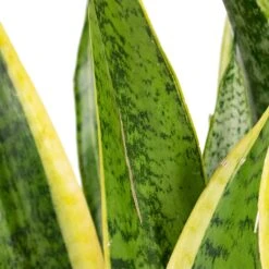 Sansevieria Trifasciata Laurentii - Variegated Snake Plant -HORTOLOGY Plants Sale Sansevieria trifasciata Laurentii Variegated Snake Plant Scarring 1