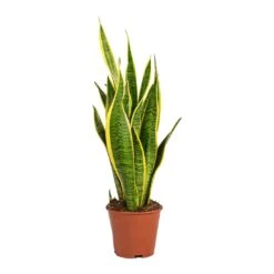 Sansevieria Trifasciata Laurentii - Variegated Snake Plant -HORTOLOGY Plants Sale Sansevieria trifasciata Laurentii Variegated Snake Plant Small