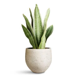 Mini Orb Kevan Plant Pot - Grey Washed -HORTOLOGY Plants Sale Sansevieria trifasciata Metallica 19x70cm Mini Orb Kevan Pot Grey Washed 18x15cm 1